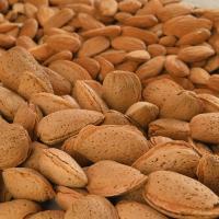 Almond