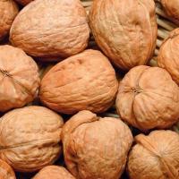 Walnut