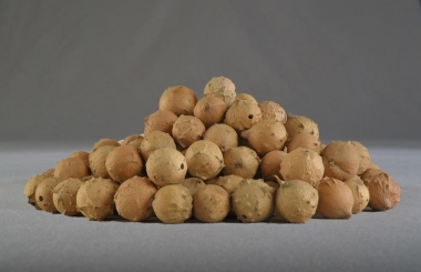 White Gallnut
