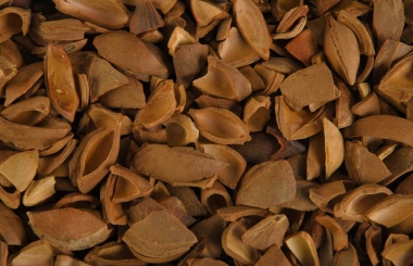 Apricot Kernel Shell