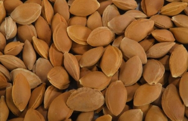 In-shell Sweet Apricot Kernels