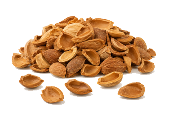 Apricot Kernel Shell